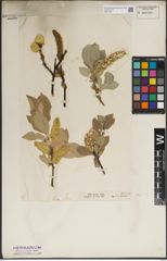 Foto von Salix lanata L.